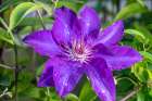 Clematis Art Print